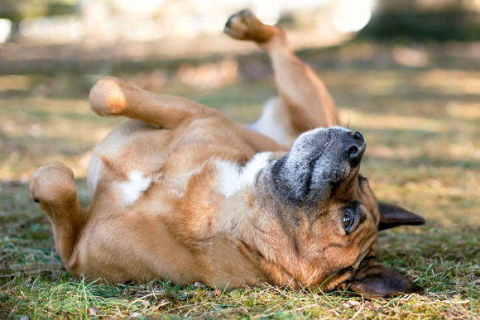 Dog rolling over