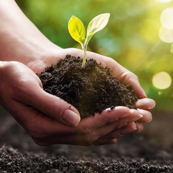 Plant growing