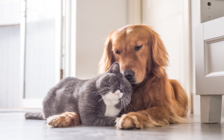 grey cat snuggling with golden retriever on floor